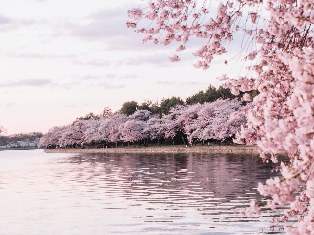 Flowery Trees used for TJM Frisco Funeral Pre Planning Services